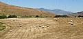 Picture Title - ROLLED BALES