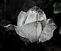 Picture Title - Rose