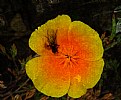 Picture Title - Orange Flower 