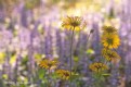 Picture Title - Yellow Daisies