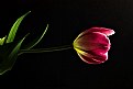 Picture Title - Just a Tulip