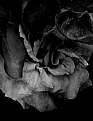 Picture Title - Rose