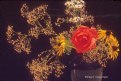 Picture Title - Bouquet in Dark Vase