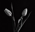 Picture Title - B&W Tulips 1