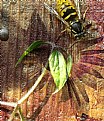 Picture Title - Wasp