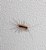 HOUSE CENTIPEDE