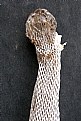 Picture Title - SNAKE SKIN
