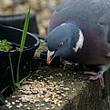 Picture Title - Woodpigeon