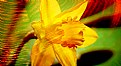 Picture Title - Daffodils