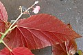 Picture Title - BEGONIA LEAF