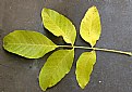 Picture Title - WALNUT LEAF