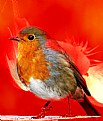 Picture Title - European Robin