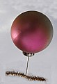 Picture Title - BALLOON