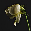 Picture Title - White Rose