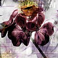 Picture Title - Flower