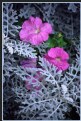 Picture Title - Chantilly Lace