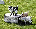 Picture Title - BABY GOATS