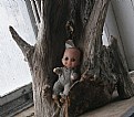 Picture Title - BABY IN A STUMP