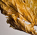 Picture Title - Winter Leaf Detail