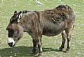 Picture Title - MALE DONKEY