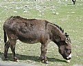 Picture Title - FEMALE DONKEY