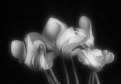 Picture Title - Cyclamen