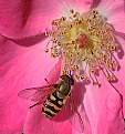 Picture Title - Hover Fly