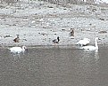 Picture Title - SWANS AND DUCKS