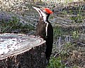 Picture Title - PILEATED WOODPECKER