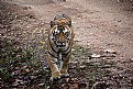 Picture Title - tiger, at kanha national park