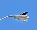 Picture Title - Black bird on street light