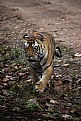 Picture Title - tiger, at kanha national park