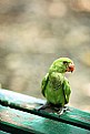 Picture Title - parrot