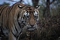 Picture Title - tiger at kanha national park
