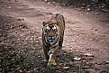 Picture Title - tiger at kanha national park