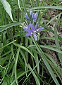 Picture Title - CAMAS