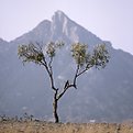 Picture Title - The tree & the mountain