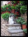 Picture Title - Stairs of Tuscany