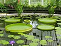 Picture Title - Victoria water lily