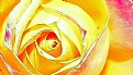 Picture Title - Yellow rose's