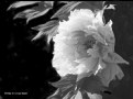 Picture Title - Peony