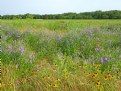 Picture Title - Wildflowers