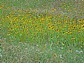 Picture Title - Black-Eyed Susans