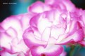 Picture Title - Pink and White Roses