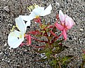 Picture Title - EVENING PRIMROSE