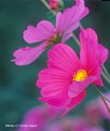 Picture Title - Pink Cosmos