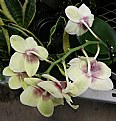 Picture Title - MOTH ORCHID