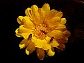 Picture Title - Yellow Flower