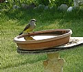 Picture Title - KINGBIRD