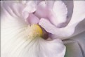 Picture Title - White Iris Heart